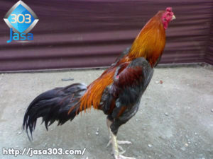 Ciri-Ciri Fisik Ayam Bangkok Asli