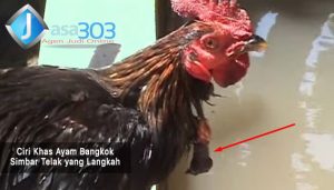 ciri khas ayam bangkok simbar telak - sabung ayam online