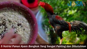 Nutrisi Pakan Ayam Bangkok Yang Sangat Penting