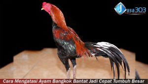 Cara Mengatasi Ayam Bangkok Bantat