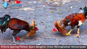 Kriteria Sparing Partner Ayam Bangkok