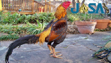 Ciri - Ciri Ayam Bangkok dengan Pukulan Mematikan
