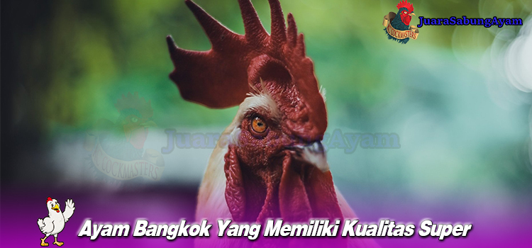 Ayam Bangkok Yang Memiliki Kualitas Super