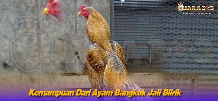 Kemampuan Dari Ayam Bangkok Jali Blirik