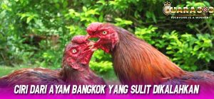 Ciri Dari Ayam Bangkok Yang Sulit Dikalahkan
