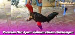 Pentolan Dari Ayam Vietnam Dalam Pertarungan