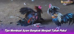 Tips Membuat Ayam Bangkok Menjadi Tahan Pukul