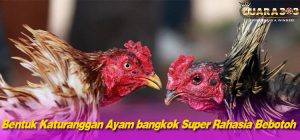 Bentuk Katuranggan Ayam bangkok Super Rahasia Bebotoh