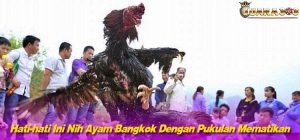 Hati-hati Ini Nih Ayam Bangkok Dengan Pukulan Mematikan