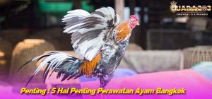 Penting ! 5 Hal Penting Perawatan Ayam Bangkok
