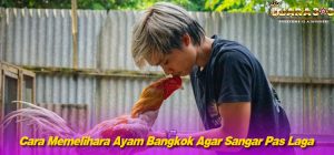 Cara Memelihara Ayam Bangkok Agar Sangar Pas Laga